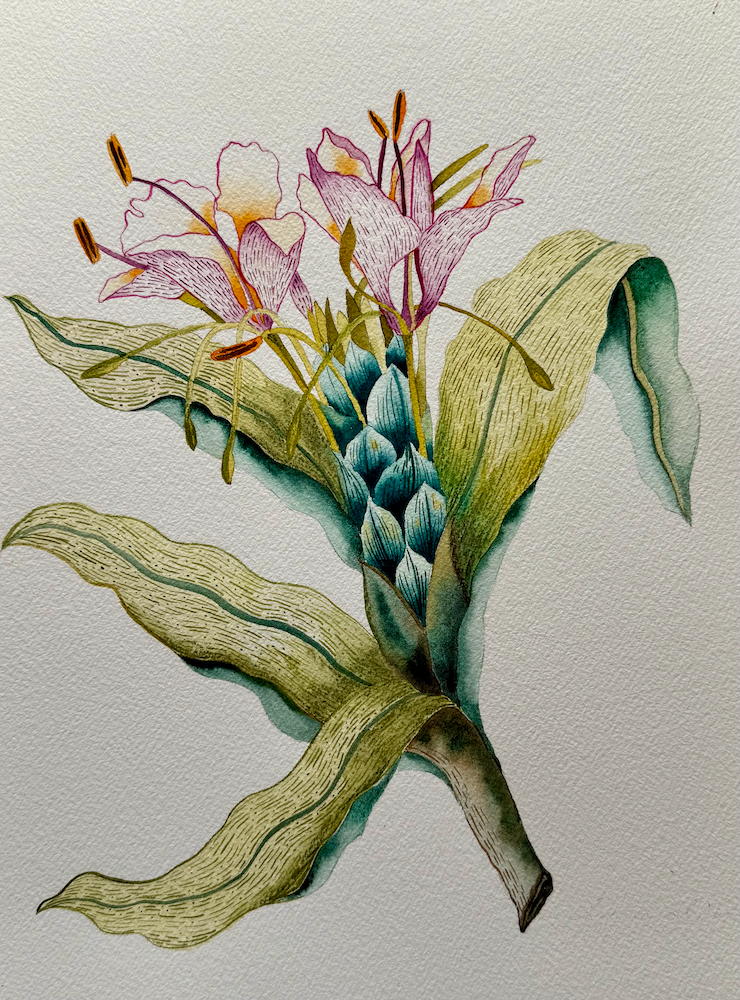 Ginger Lily