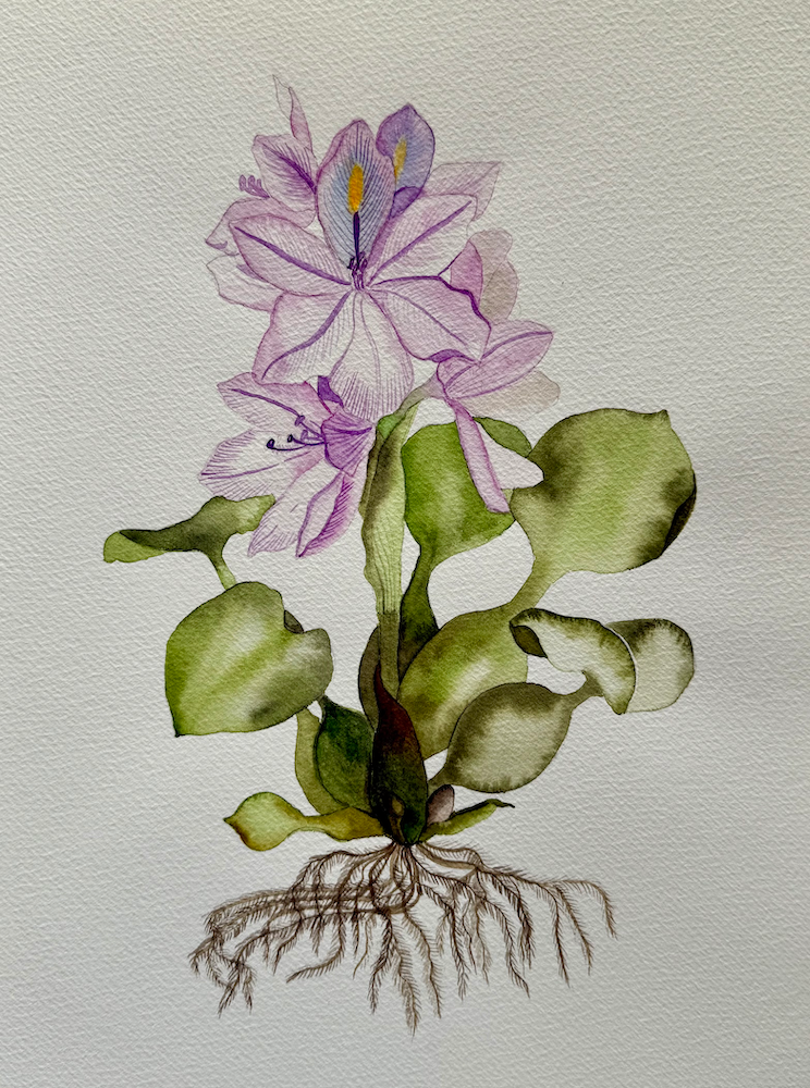 Water Hyacinth