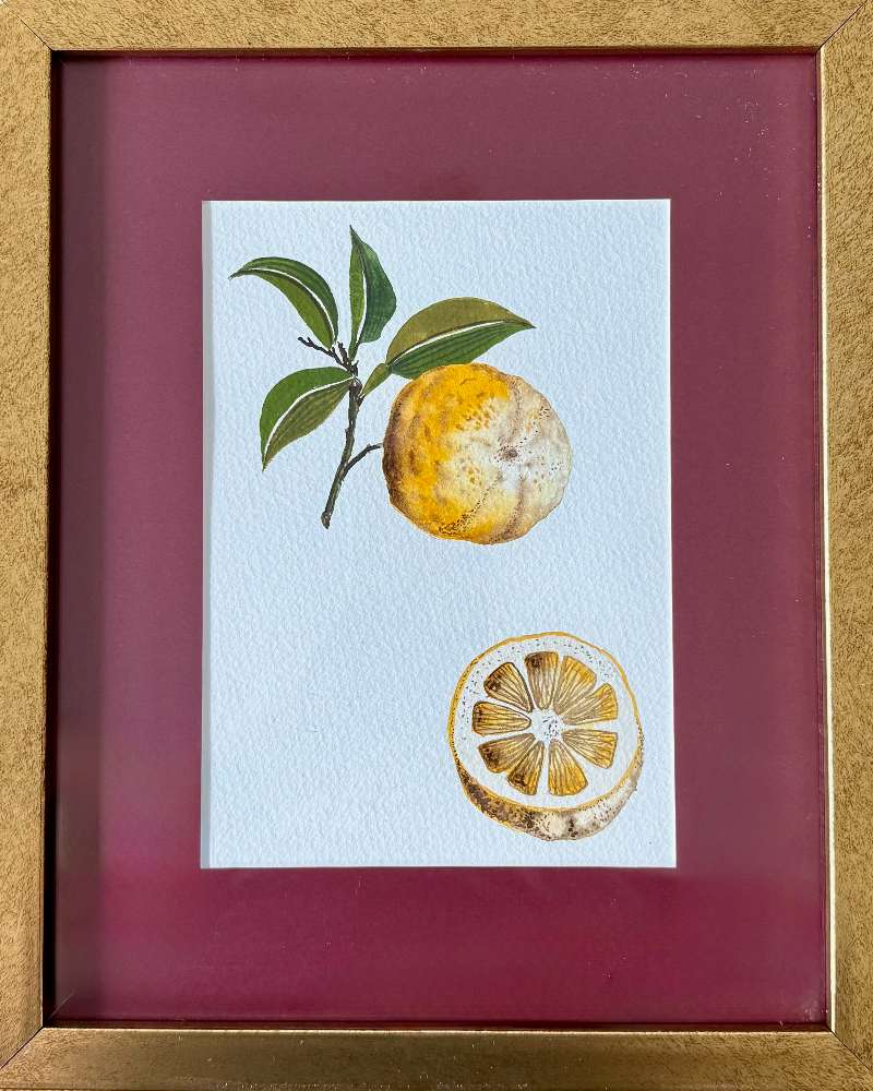 Citrus